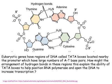 Eukaryotic genes have regions of DNA called TATA boxes located nearby the promoter which have large numbers of A-T base pairs. How might the arrangement.