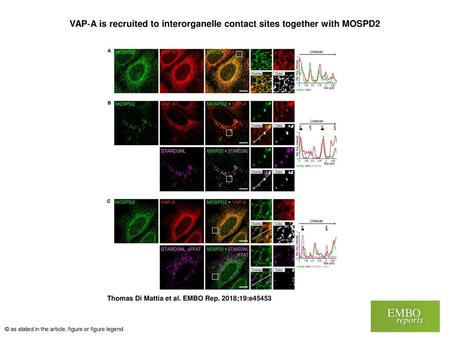 VAP‐A is recruited to interorganelle contact sites together with MOSPD2 VAP‐A is recruited to interorganelle contact sites together with MOSPD2 AHeLa cells.