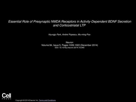 Essential Role of Presynaptic NMDA Receptors in Activity-Dependent BDNF Secretion and Corticostriatal LTP  Hyungju Park, Andrei Popescu, Mu-ming Poo 
