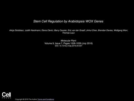 Stem Cell Regulation by Arabidopsis WOX Genes