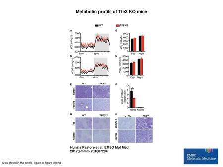 Metabolic profile of Tfe3 KO mice