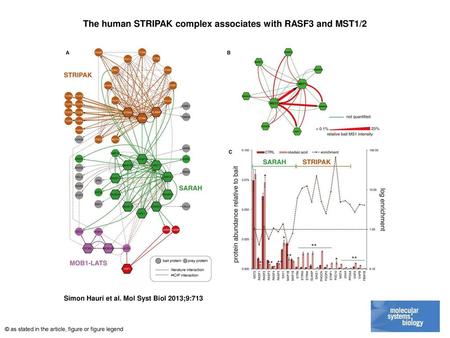 The human STRIPAK complex associates with RASF3 and MST1/2