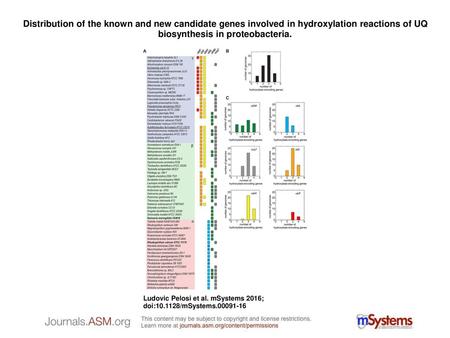 Distribution of the known and new candidate genes involved in hydroxylation reactions of UQ biosynthesis in proteobacteria. Distribution of the known and.