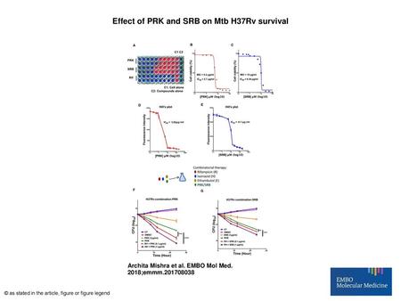 Effect of PRK and SRB on Mtb H37Rv survival