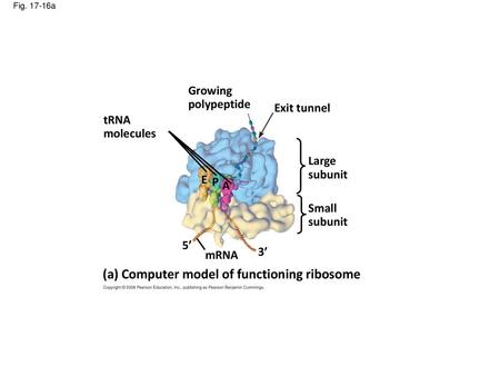 (a) Computer model of functioning ribosome