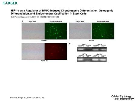 HIF-1α as a Regulator of BMP2-Induced Chondrogenic Differentiation, Osteogenic Differentiation, and Endochondral Ossification in Stem Cells Cell Physiol.