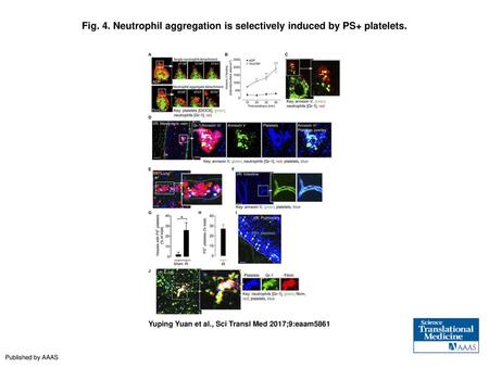 Neutrophil aggregation is selectively induced by PS+ platelets
