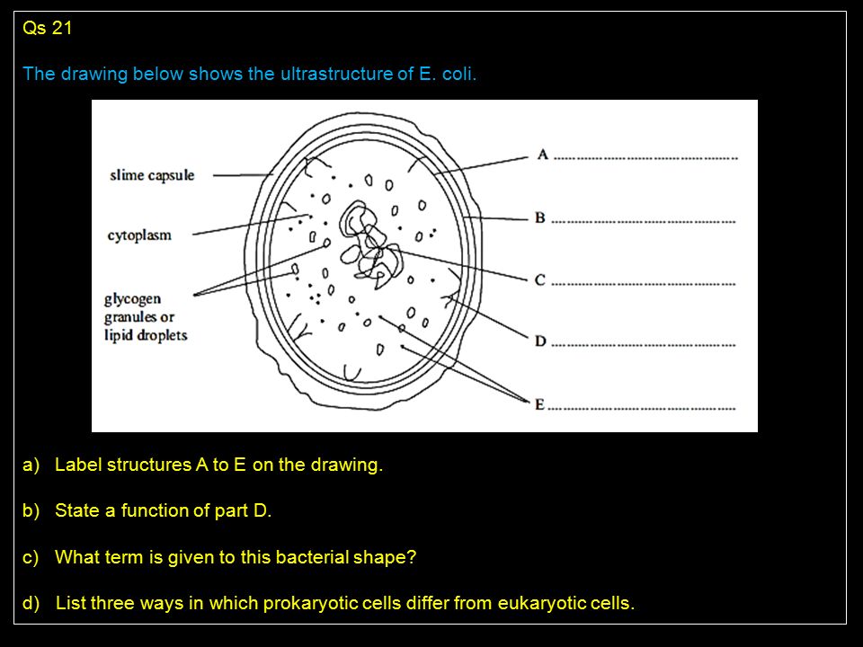 Qs 21 The Drawing Below Shows The Ultrastructure Of E Coli Ppt Video Online Download