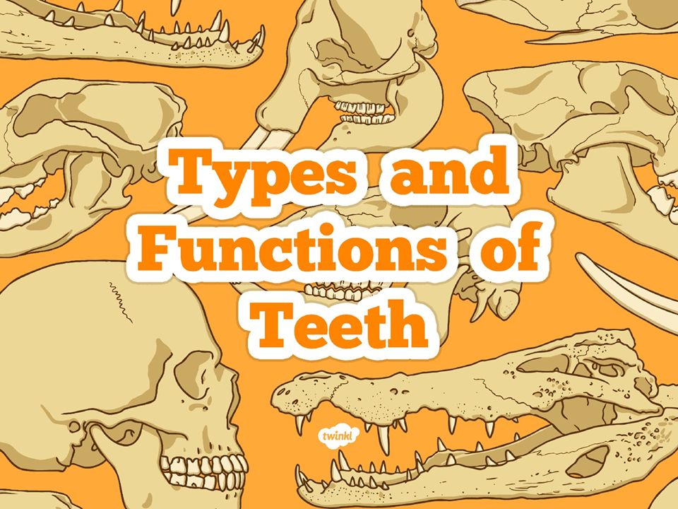 I can identify the types and functions of teeth. - ppt video online download