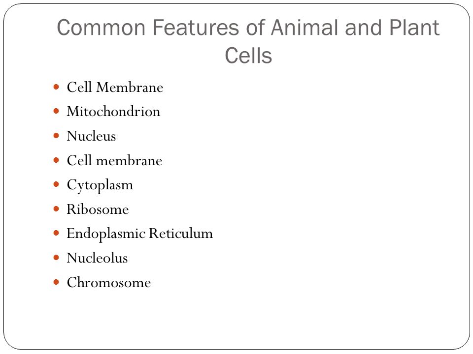 Common Features Of Animal And Plant Cells Cell Membrane Mitochondrion Nucleus Cell Membrane Cytoplasm Ribosome Endoplasmic Reticulum Nucleolus Chromosome Ppt Download