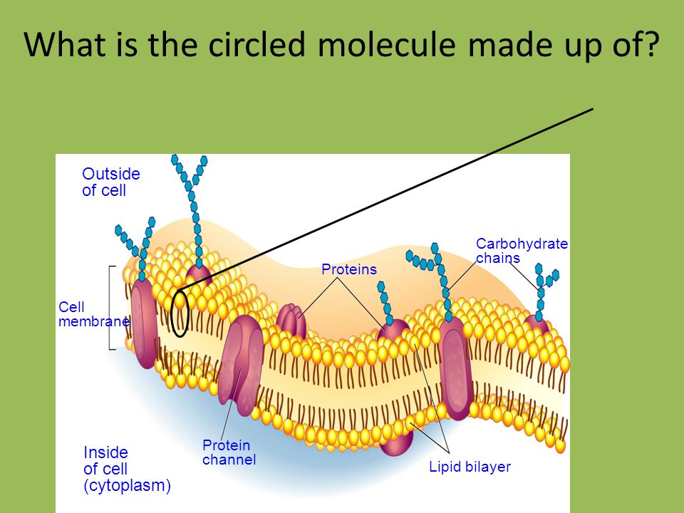 View Cell Membrane Is Made Up Of Proteins And Lipids Images