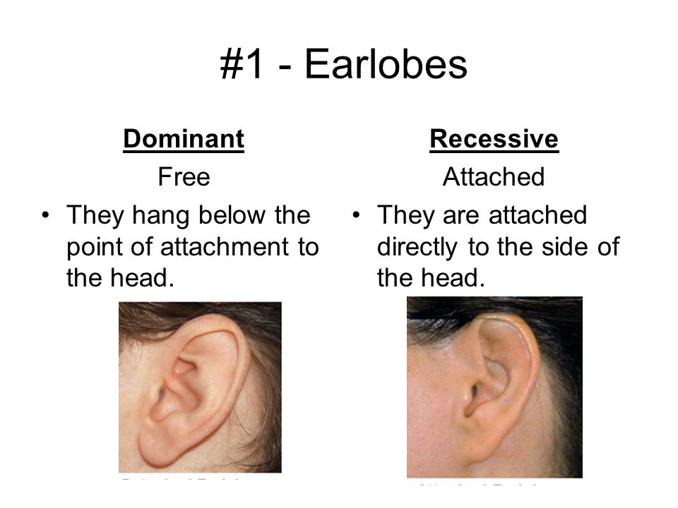 1 - Earlobes Dominant Free - ppt video online download