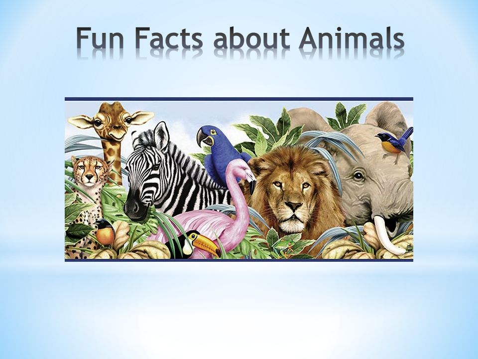 Fun Facts about Animals - ppt video online download