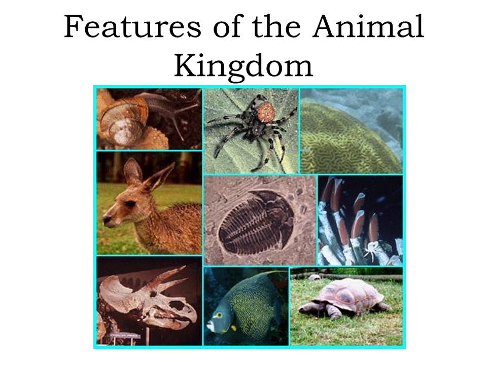 Features of the Animal Kingdom - ppt download