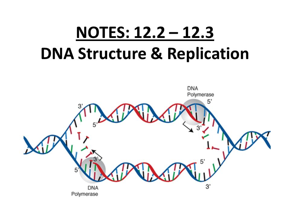 Notes 12 2 12 3 Dna Structure Replication Ppt Video Online Download