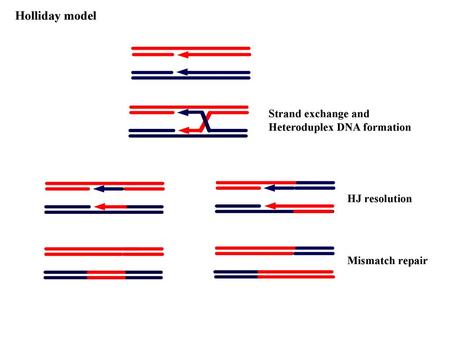 Holliday model Strand exchange and Heteroduplex DNA formation