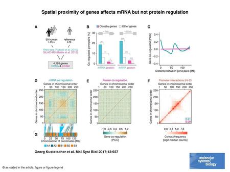 Spatial proximity of genes affects mRNA but not protein regulation
