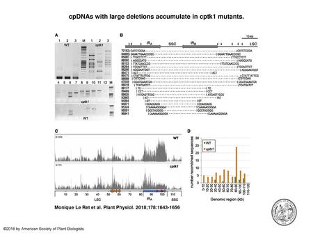 cpDNAs with large deletions accumulate in cptk1 mutants.
