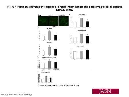 INT-767 treatment prevents the increase in renal inflammation and oxidative stress in diabetic DBA/2J mice. INT-767 treatment prevents the increase in.