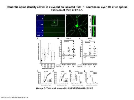 Dendritic spine density at P30 is elevated on isolated PirB−/− neurons in layer 2/3 after sparse excision of PirB at E15.5. Dendritic spine density at.