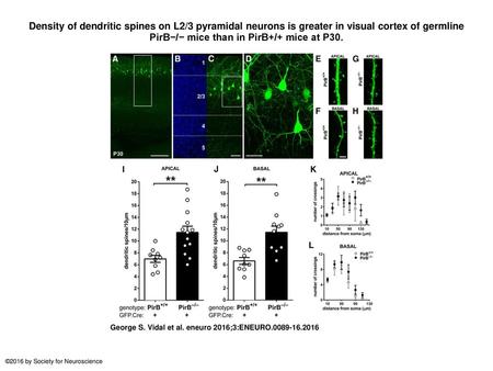 Density of dendritic spines on L2/3 pyramidal neurons is greater in visual cortex of germline PirB−/− mice than in PirB+/+ mice at P30. Density of dendritic.