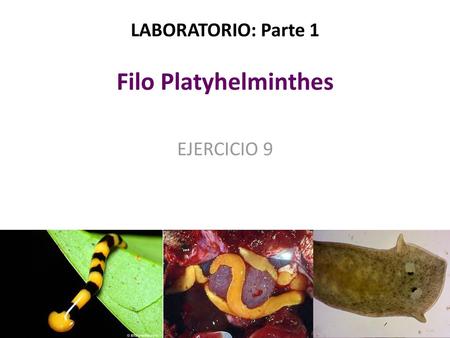 Platyhelminthes és fonálférgek ppt, A Metazoa filogénia feltételezett útvonalai - ppt letölteni