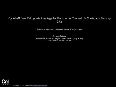 Dynein-Driven Retrograde Intraflagellar Transport Is Triphasic in C