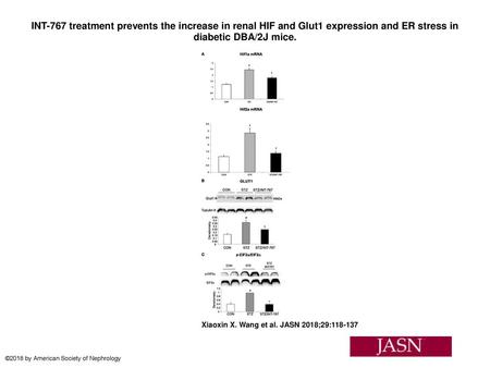 INT-767 treatment prevents the increase in renal HIF and Glut1 expression and ER stress in diabetic DBA/2J mice. INT-767 treatment prevents the increase.