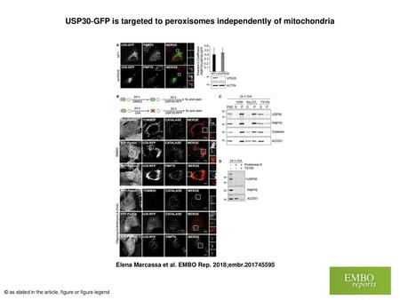 USP30‐GFP is targeted to peroxisomes independently of mitochondria
