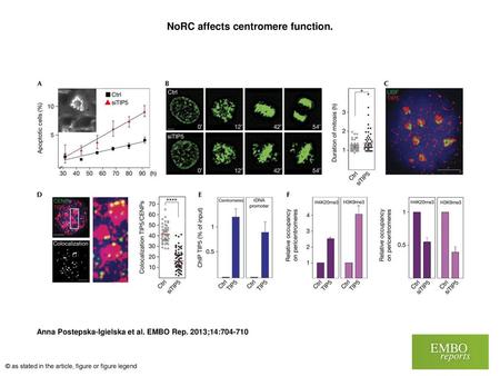 NoRC affects centromere function.