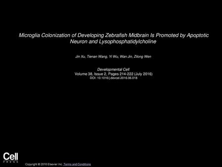 Microglia Colonization of Developing Zebrafish Midbrain Is Promoted by Apoptotic Neuron and Lysophosphatidylcholine  Jin Xu, Tienan Wang, Yi Wu, Wan Jin,