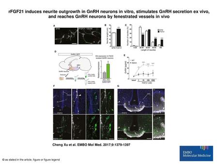 RFGF21 induces neurite outgrowth in GnRH neurons in vitro, stimulates GnRH secretion ex vivo, and reaches GnRH neurons by fenestrated vessels in vivo rFGF21.