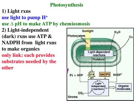 Photosynthesis 1) Light rxns use light to pump H+