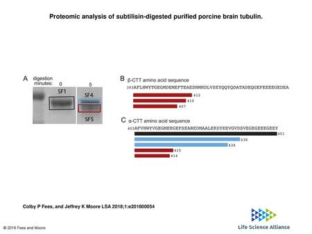 Proteomic analysis of subtilisin-digested purified porcine brain tubulin. Proteomic analysis of subtilisin-digested purified porcine brain tubulin. (A)