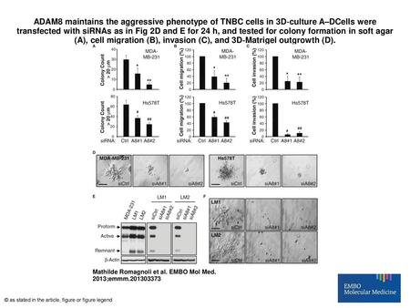 ADAM8 maintains the aggressive phenotype of TNBC cells in 3D‐culture A–DCells were transfected with siRNAs as in Fig 2D and E for 24 h, and tested for.