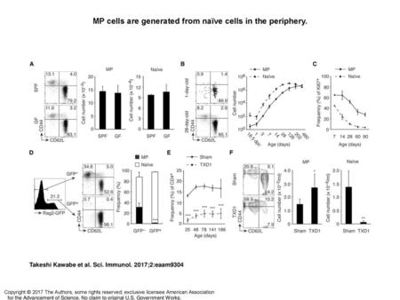 MP cells are generated from naïve cells in the periphery.