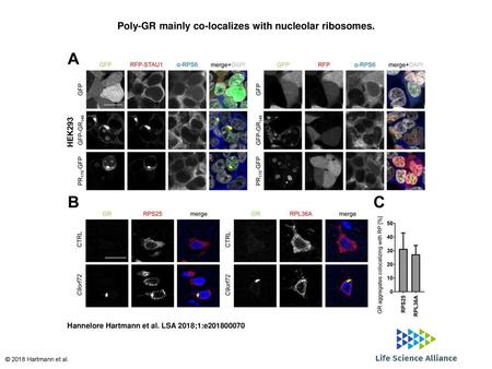 Poly-GR mainly co-localizes with nucleolar ribosomes.