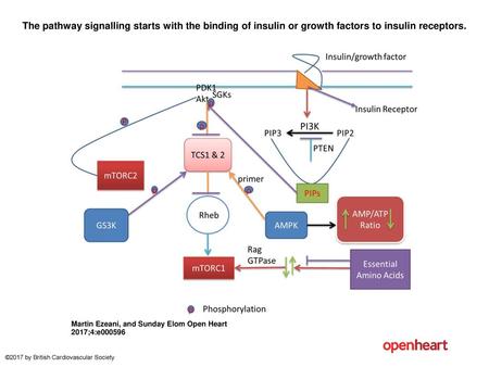 The pathway signalling starts with the binding of insulin or growth factors to insulin receptors. The pathway signalling starts with the binding of insulin.