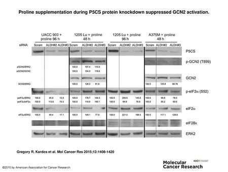 Proline supplementation during P5CS protein knockdown suppressed GCN2 activation. Proline supplementation during P5CS protein knockdown suppressed GCN2.