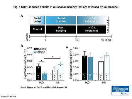 Fig. 1 SDPS induces deficits in rat spatial memory that are reversed by imipramine. SDPS induces deficits in rat spatial memory that are reversed by imipramine.
