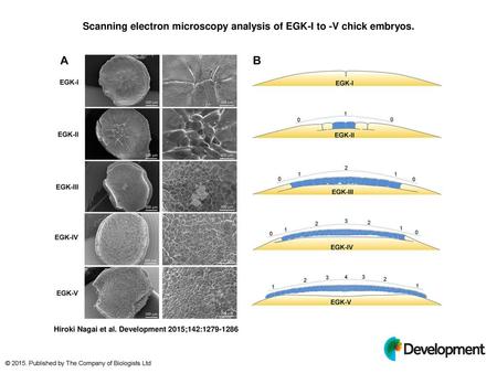 Scanning electron microscopy analysis of EGK-I to -V chick embryos.