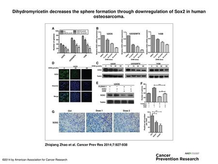 Dihydromyricetin decreases the sphere formation through downregulation of Sox2 in human osteosarcoma. Dihydromyricetin decreases the sphere formation through.
