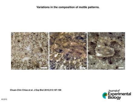Variations in the composition of mottle patterns.