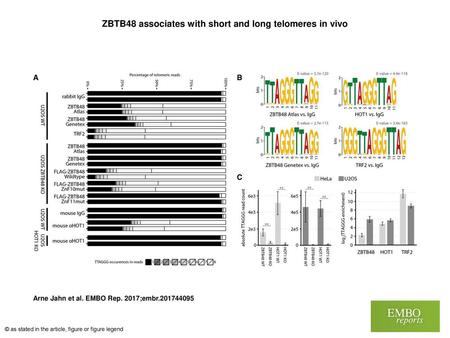 ZBTB48 associates with short and long telomeres in vivo