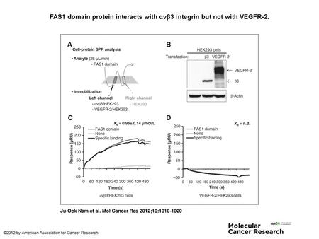 FAS1 domain protein interacts with αvβ3 integrin but not with VEGFR-2.