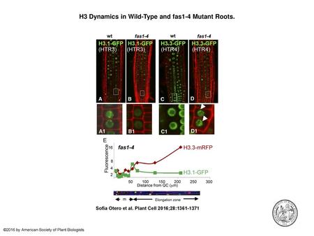 H3 Dynamics in Wild-Type and fas1-4 Mutant Roots.