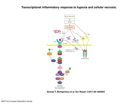 Transcriptional inflammatory response to hypoxia and cellular necrosis