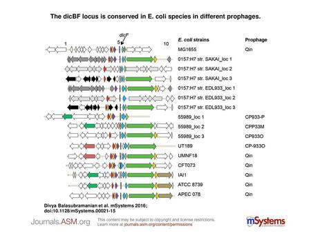 The dicBF locus is conserved in E. coli species in different prophages