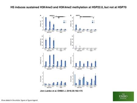 HS induces sustained H3K4me3 and H3K4me2 methylation at HSP22
