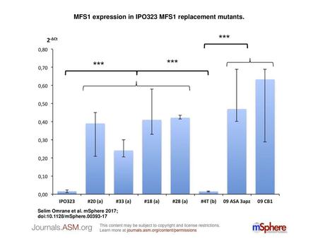 MFS1 expression in IPO323 MFS1 replacement mutants.